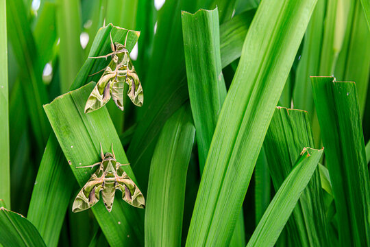 An Army Green Moth On A Green Leaf.