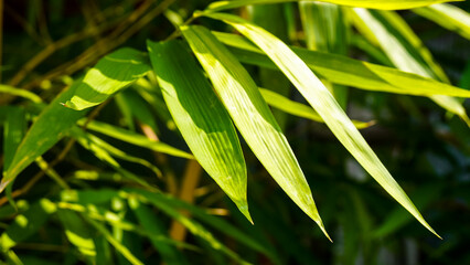Bamboo leaf