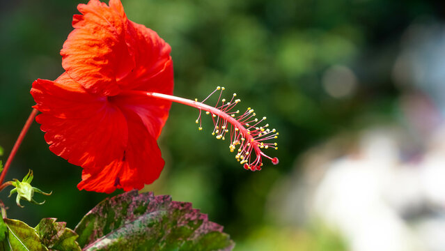 Red Hibiscus flower blooming in the garden, stock photo