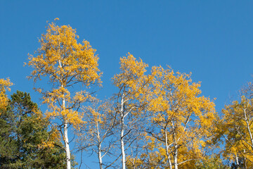 Outdoor nature image taken while looking up from below at tall Aspen trees with yellow autumn leaves.