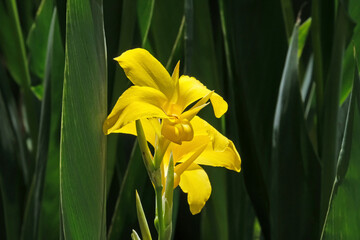 Blooming Canna or canna lily (Latin - Canna)