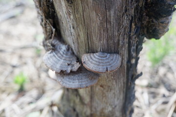 selective focus to gray mushroom growing on dead tree trunk. soft focus