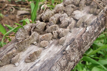 selective focus to gray mushroom growing on dead tree trunk. soft focus