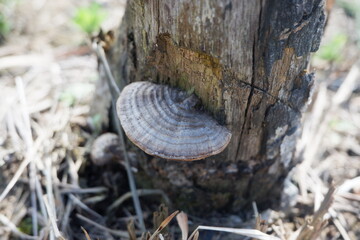 Obraz premium selective focus to gray mushroom growing on dead tree trunk. soft focus