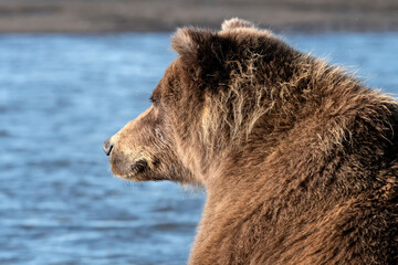 Brown bear (Ursus actos) watching for fish along the coast; Lake Clark NP; Alaska