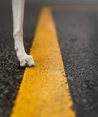 Black paved road with bright yellow stripe in middle and white dog's raw standing on this road....