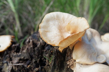 selective focus on the type of white oyster mushroom that lives and grows on dead tree trunks. one type of mushroom that can be consumed. soft focus