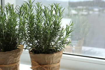 Aromatic green rosemary in pots on windowsill