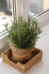 Aromatic green rosemary in pot on windowsill