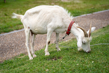Obraz premium Cute goat