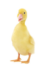Baby animal. Cute fluffy duckling on white background