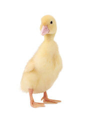 Baby animal. Cute fluffy duckling on white background