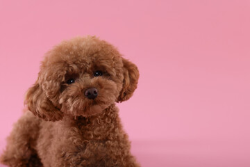Cute Maltipoo dog on pink background, space for text. Lovely pet