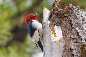 Red-Headed Woodpecker - 621669049