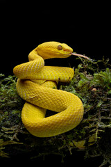 Beautiful Yellow White-lipped Pit Viper - Trimeresurus Insularis - or Indonesian pit viper on mossy tree branch. 