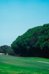 Fototapeta na wymiar landscape with trees coral gables 