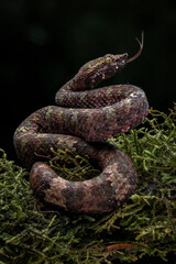 Craspedocephalus borneensis (Bornean Pit Viper) is a venomous pit viper species endemic to the island of Borneo in Indonesia.