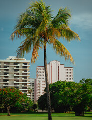 Fototapeta na wymiar palm trees in the city coral gables miami tropical 