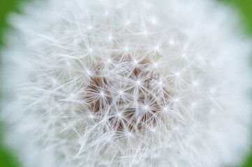 Obraz premium dandelion