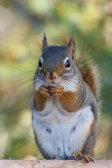 Red Squirrel eating a nut - 621670422