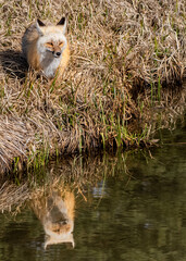 Portrait of Red Fox in Summer Grass  with Water Reflection in Grand Teton National Park