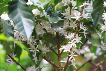 coffee flower plant farm beans on brance harvest red raw Coffee.green Robusta and arabica coffee berries by agriculturist hands,Worker Harvest arabica coffee berries on branch, agriculture concept.