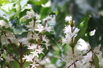 coffee flower plant farm beans on brance harvest red raw Coffee.green Robusta and arabica coffee berries by agriculturist hands,Worker Harvest arabica coffee berries on branch, agriculture concept.