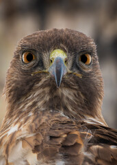 Ultra Closeup Portrait of a Red Tailed Hawk