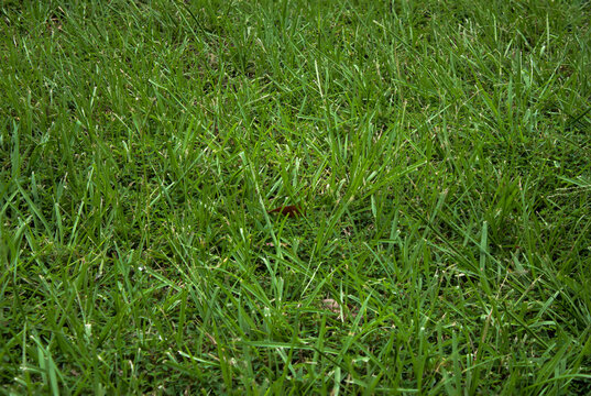 Tall fescue