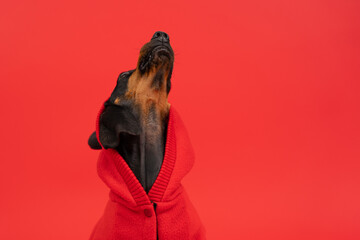 Portrait of a dachshund dog in a bright red hoodie howls at the moon with his muzzle up, funny peeping with his eye. The image of a narcissist, an egoist star with inflated self-esteem posing on stage