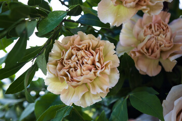 Wedding Flowers Arch Chuppah Outdoors Light Nature Garden Rose Dahlia Close-up Bokeh Event Events Flower Floral Bouquet Arrangement