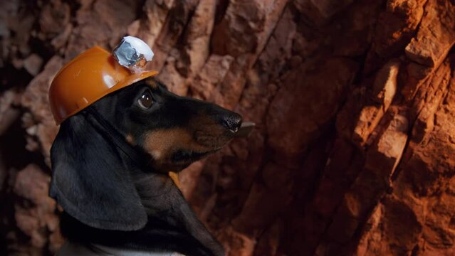 Dog in helmet with flashlight climbs a stone slope, a rock with an ice pick in his hand. Extreme recreation, excursions to caves, dungeons, underground catacombs, hobbies. Physical labor, professions
