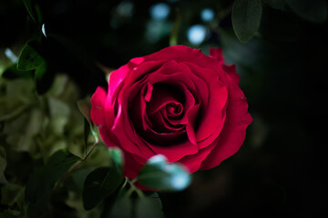 Roses Rose Bouquet Beautiful Wedding Flowers Bouquet Event Design Arrangement Floral Events Reception Ceremony Love Romantic Tableware Silverware Invitation Centerpiece Bokeh Background Garden Nature