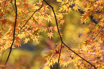 丹沢大山阿夫利神社下社のもみじ