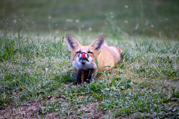Fox pup in a field