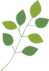 plant leaves 243