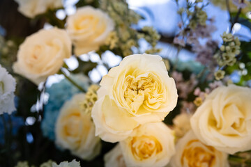 Beautiful Wedding Hope Blue Yellow Rose Arch Event Flowers Events Flower Ceremony Reception Bokeh Close-up Macro Nature Plants Outdoors