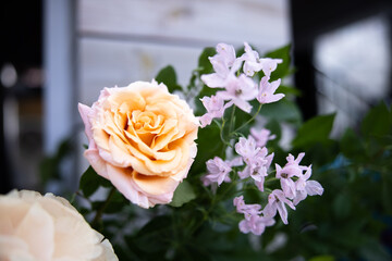 Beautiful Garden Flowers Dahlia Wedding Reception Ceremony Botanical Nature Garden Rose Event Events Bouquet