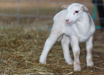 Fototapeta premium Tiny Katahdin sheep just learning to walk