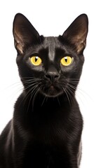 Obraz premium black Bombay cat white background
