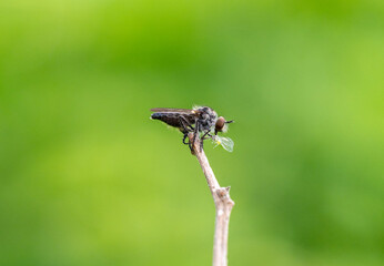robber fly on stick eating aphid against blurred green background
