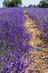 Obraz premium lavender field region