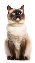 Snowshoe cat sitting on white background
