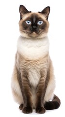 Snowshoe cat sitting on white background