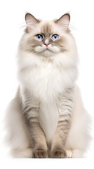 Ragdoll cat sitting on white background