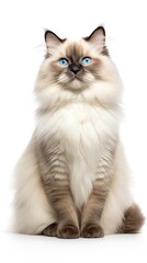 Obraz premium Ragdoll cat sitting on white background