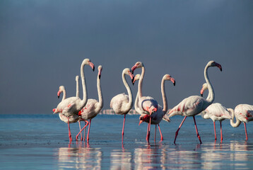  Flock of pink african flamingos  walking around the blue lagoon on the background of bright sky on a sunny day.