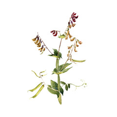 watercolor drawing plant of wild pea with leaves and flower, isolated at white background, natural element, hand drawn botanical illustration