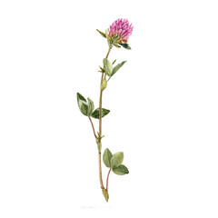 watercolor drawing plant of red clover with leaves and flower, Trifolium pratense isolated at white background, natural element, hand drawn botanical illustration