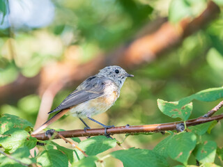 The common redstart, Phoenicurus phoenicurus, young bird, is photographed in close-up sitting on a branch against a blurred background.